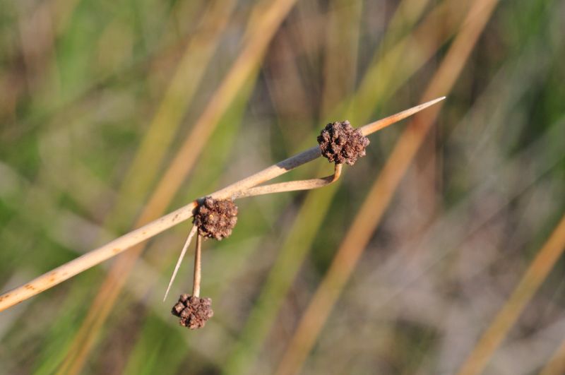 Scirpoides holoschoenus